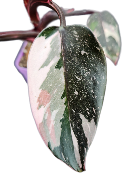 Philodendron "Red Anderson" (B011)