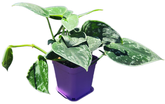 Scindapsus pictus "Silvery Ann" (D002)