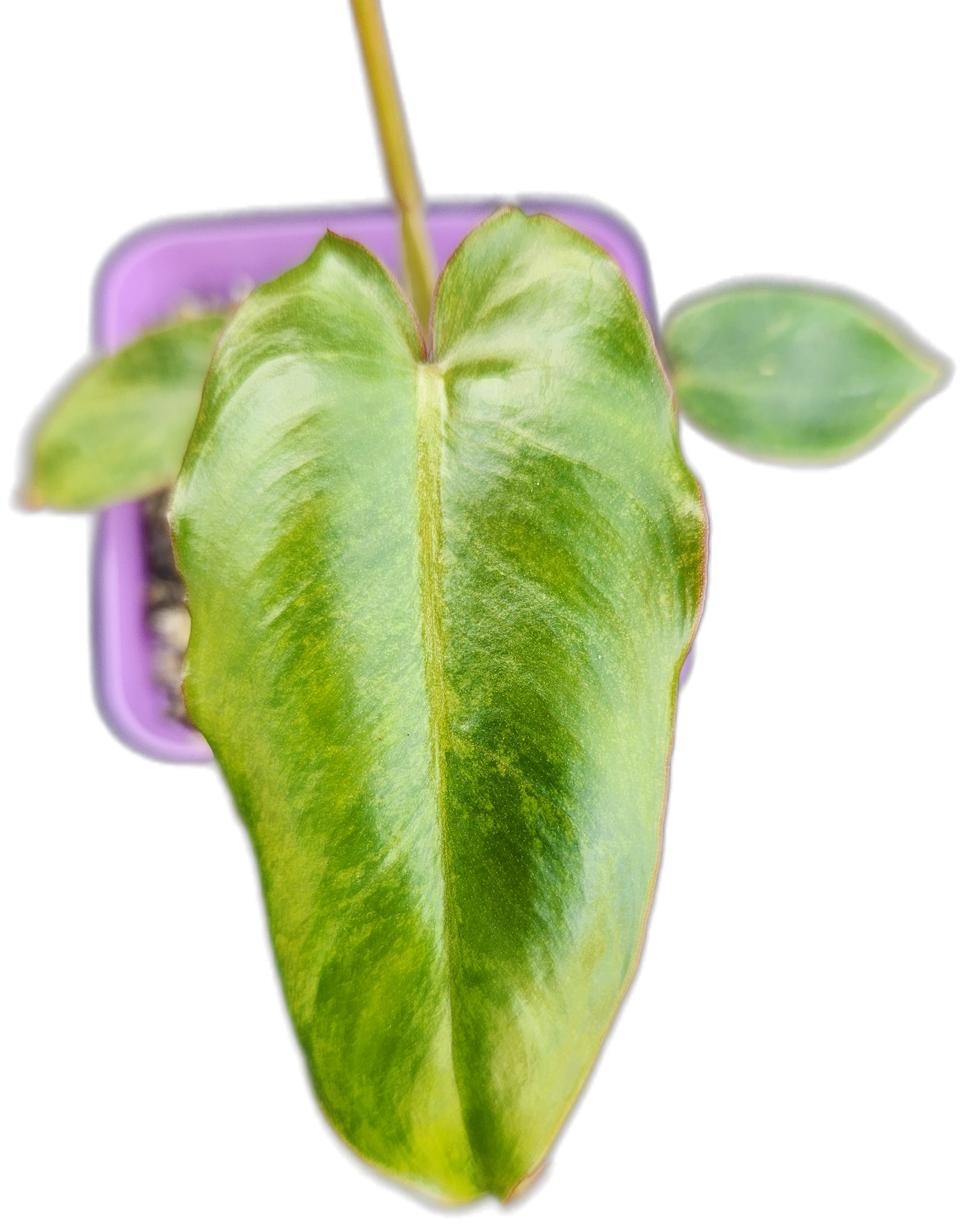 Philodendron "Paraiso Verde" (B009)