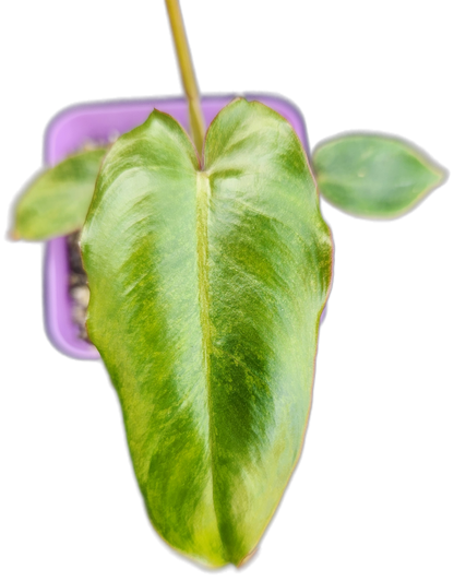 Philodendron "Paraiso Verde" (B009)