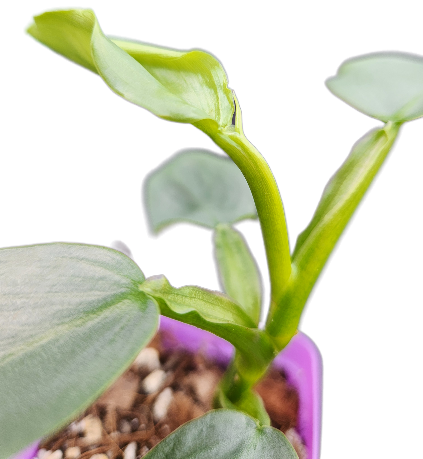 Philodendron "Silver Sword" (B007)