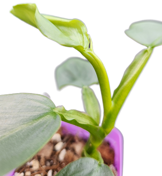 Philodendron "Silver Sword" (B007)