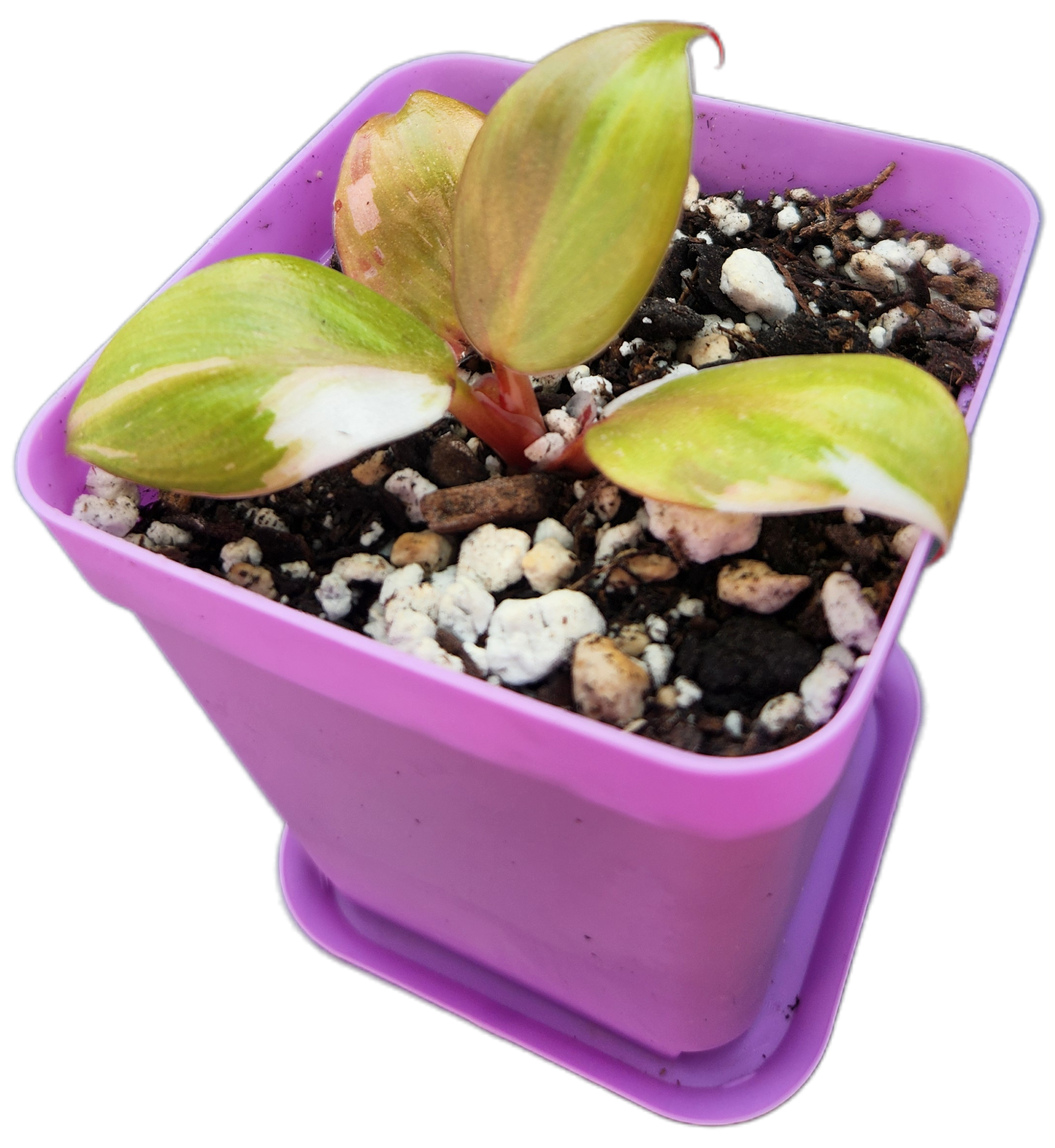 Philodendron "White Knight" (B006)