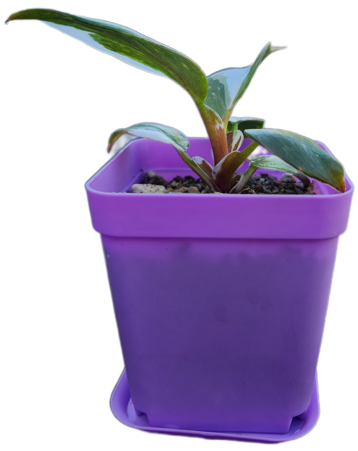 Philodendron "White Knight" (B003)