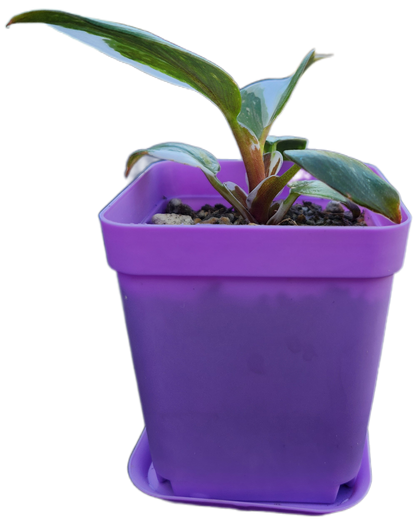 Philodendron "White Knight" (B003)