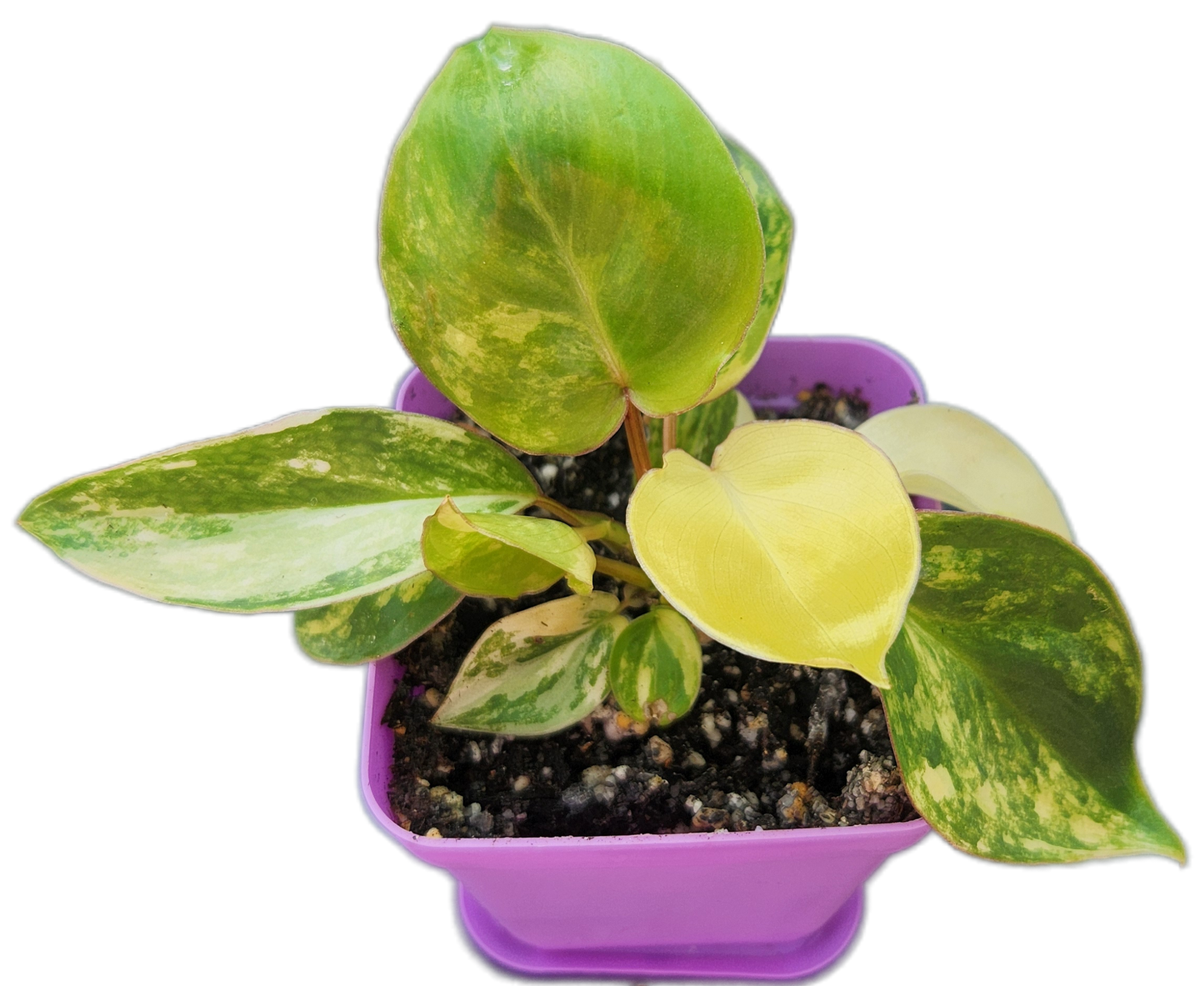 Philodendron "Burle Marx" variegated (B002)