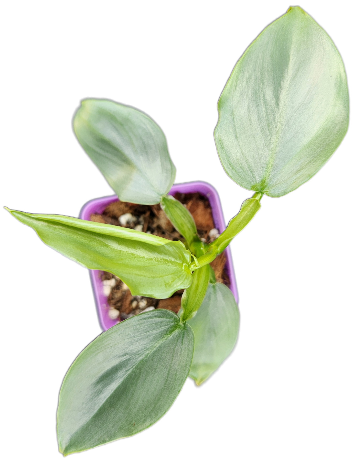 Philodendron "Silver Sword" (B007)