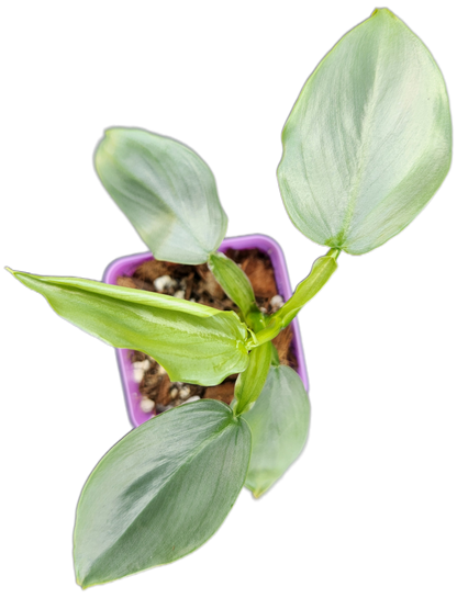 Philodendron "Silver Sword" (B007)