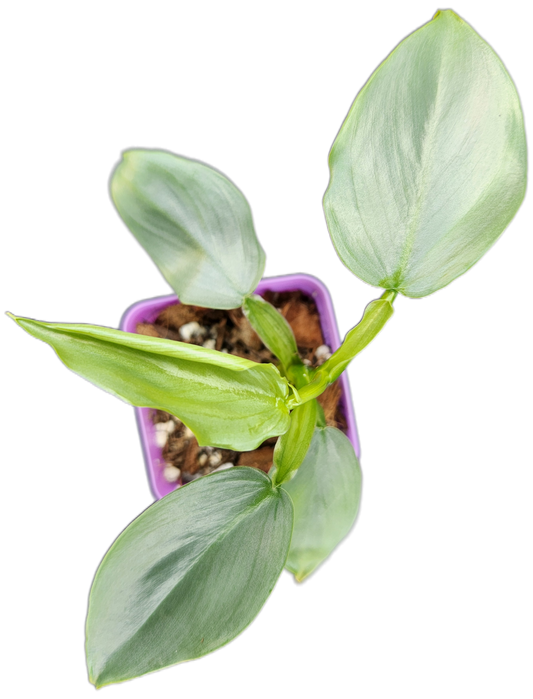 Philodendron "Silver Sword" (B007)