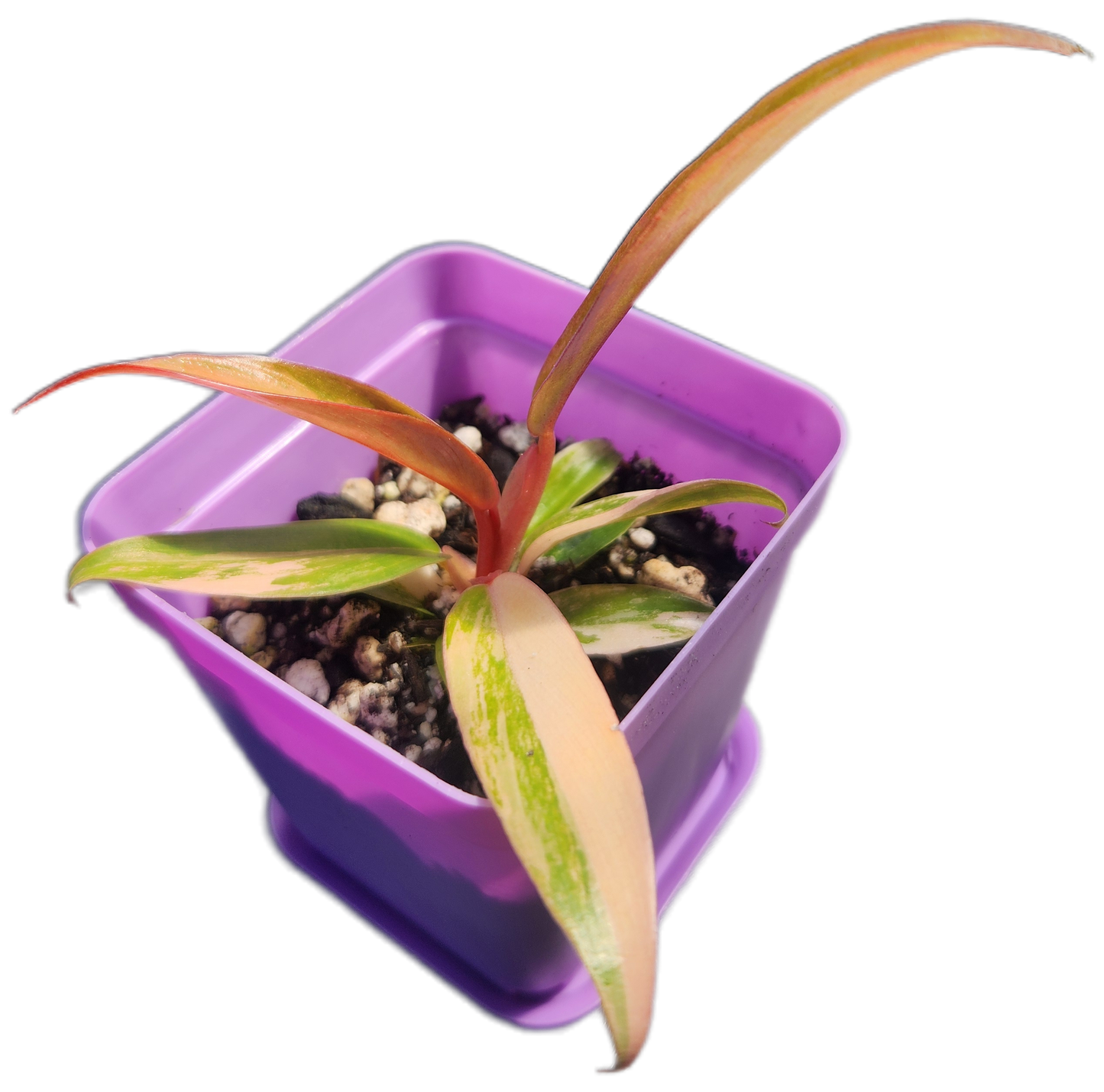 Philodendron "Carmel Marble" (B009)