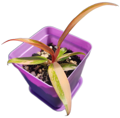 Philodendron "Carmel Marble" (B009)