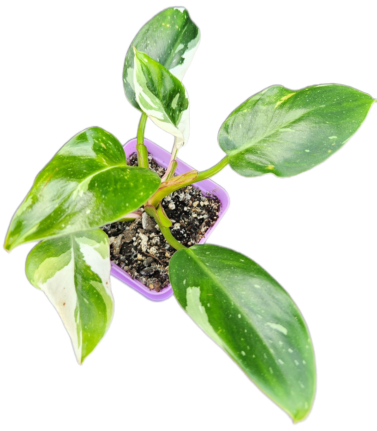 Philodendron "White Princess" (B004)
