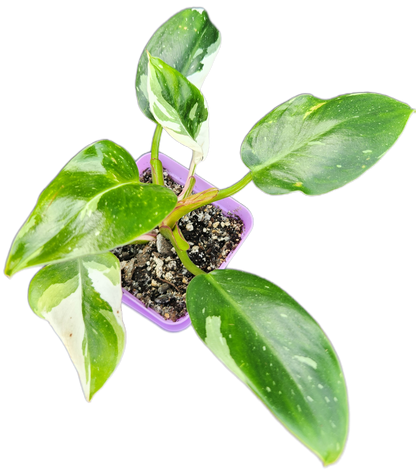 Philodendron "White Princess" (B004)