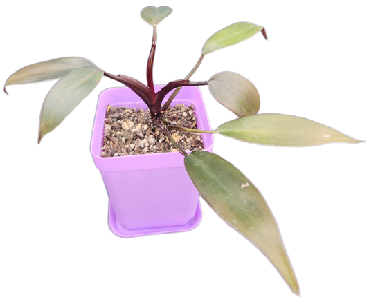 Philodendron "Black Cardinal" (B001)