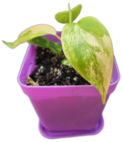 Philodendron "Florida Beauty" variegated (B003)