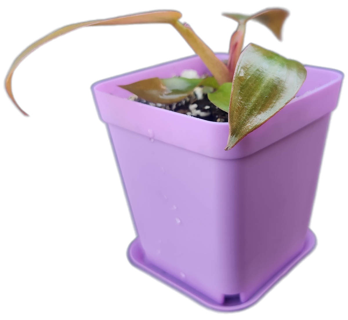 Philodendron "Florida Bronze" (B010)