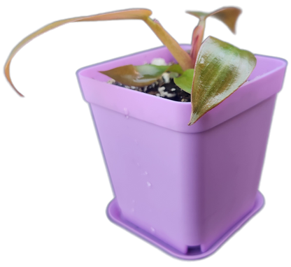 Philodendron "Florida Bronze" (B010)