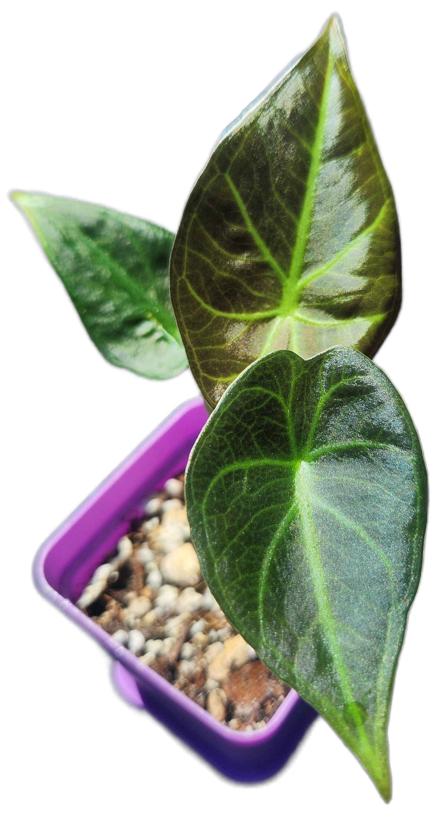 Alocasia "Regal Shield" (A004)