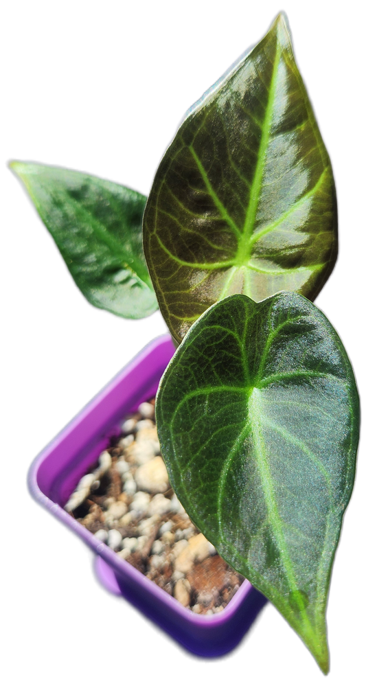 Alocasia "Regal Shield" (A004)