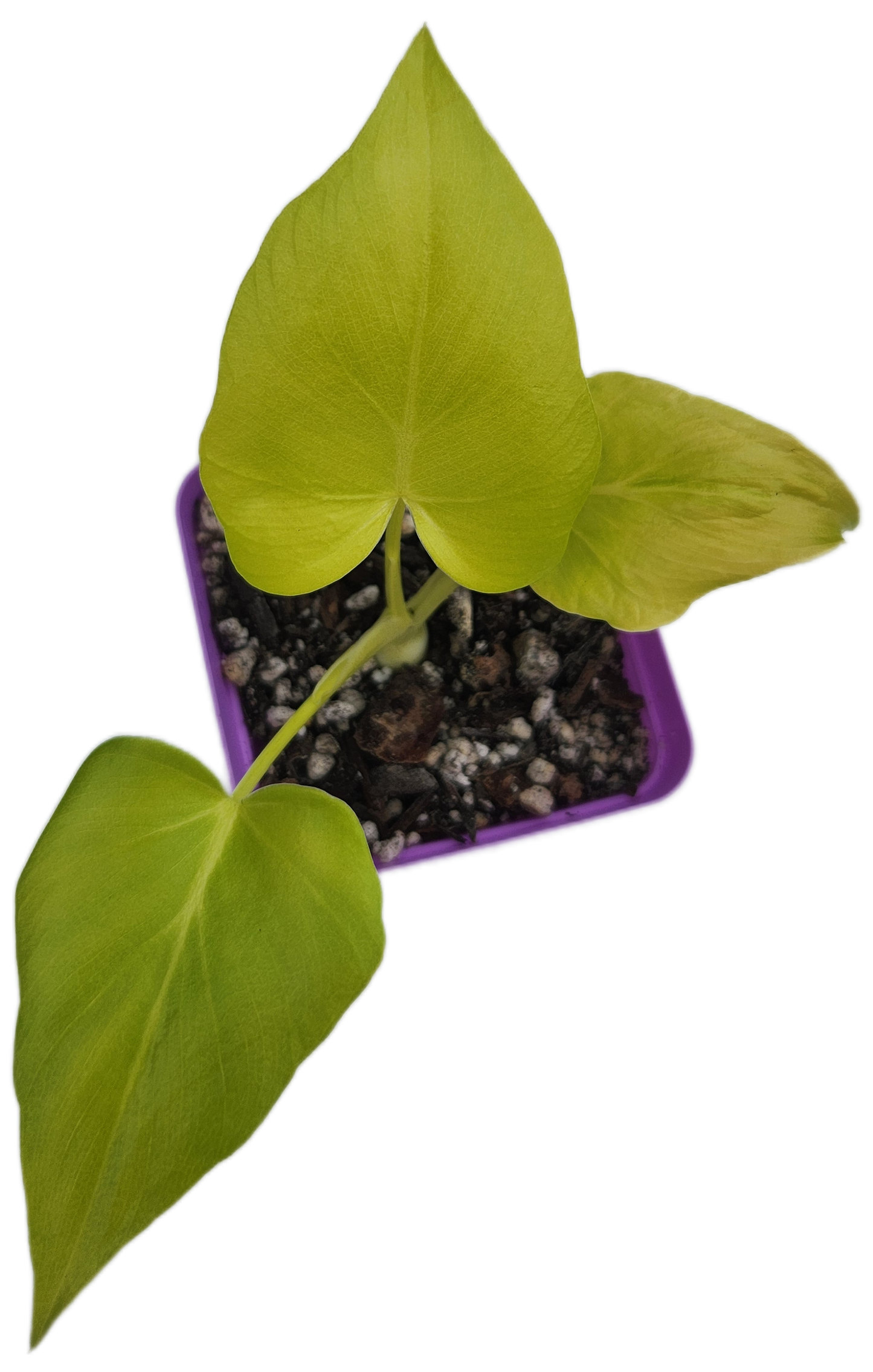 Philodendron warszewiczii (B005)
