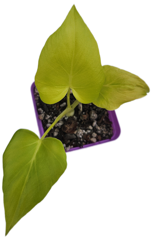 Philodendron warszewiczii (B005)