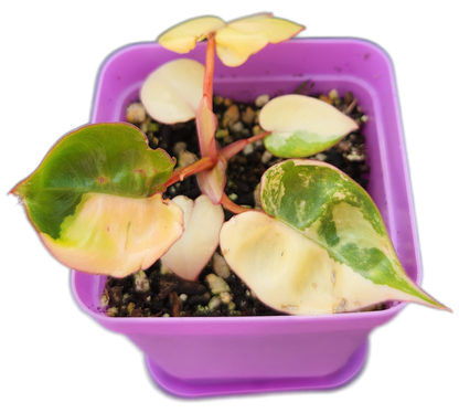 Philodendron billietiae *variegated* (B008)