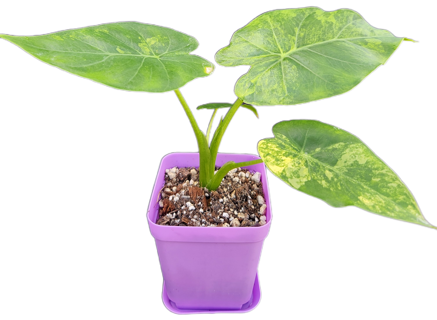 Alocasia gageana *aurea variegated* (A005)