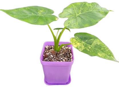 Alocasia gageana *aurea variegated* (A005)