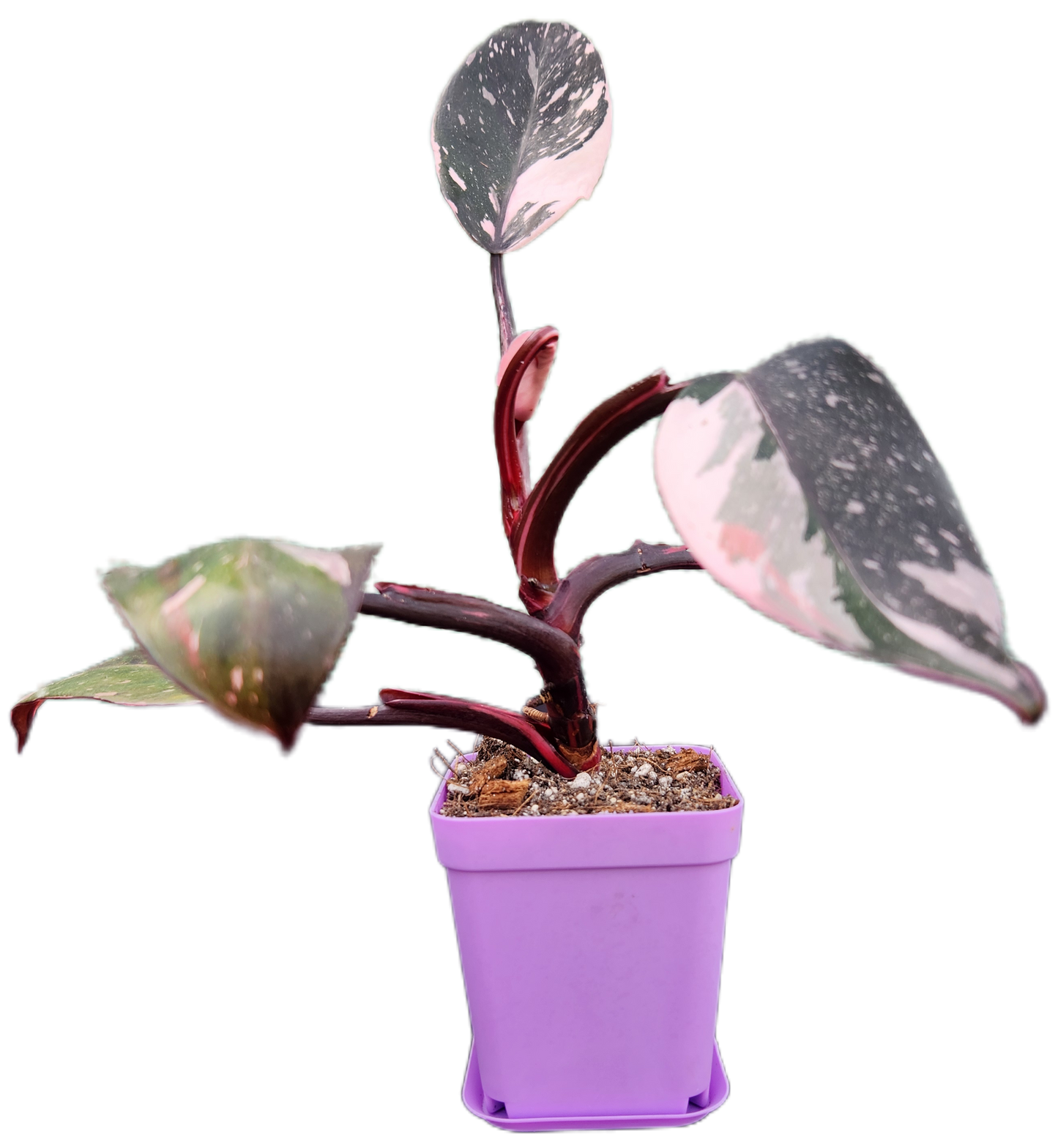 Philodendron "Red Anderson" (B011)