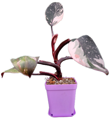 Philodendron "Red Anderson" (B011)