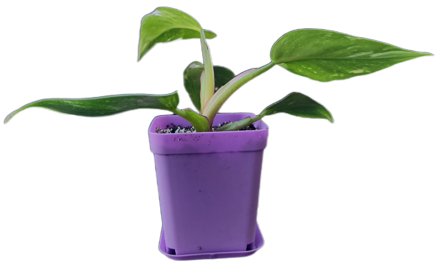 Philodendron "White Princess" (B007)