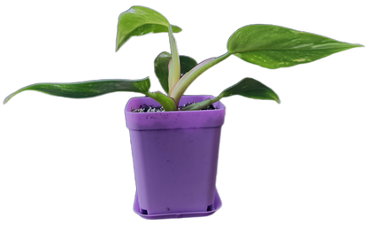 Philodendron "White Princess" (B007)