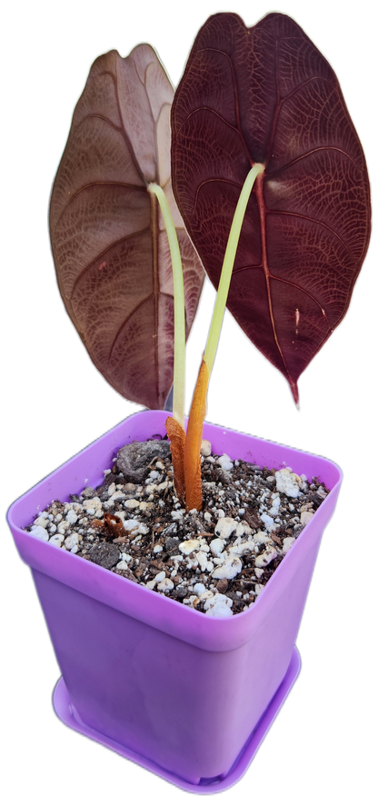 Alocasia sedenii (A001)