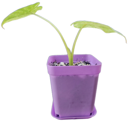Alocasia gageana *aurea variegated* (A001)