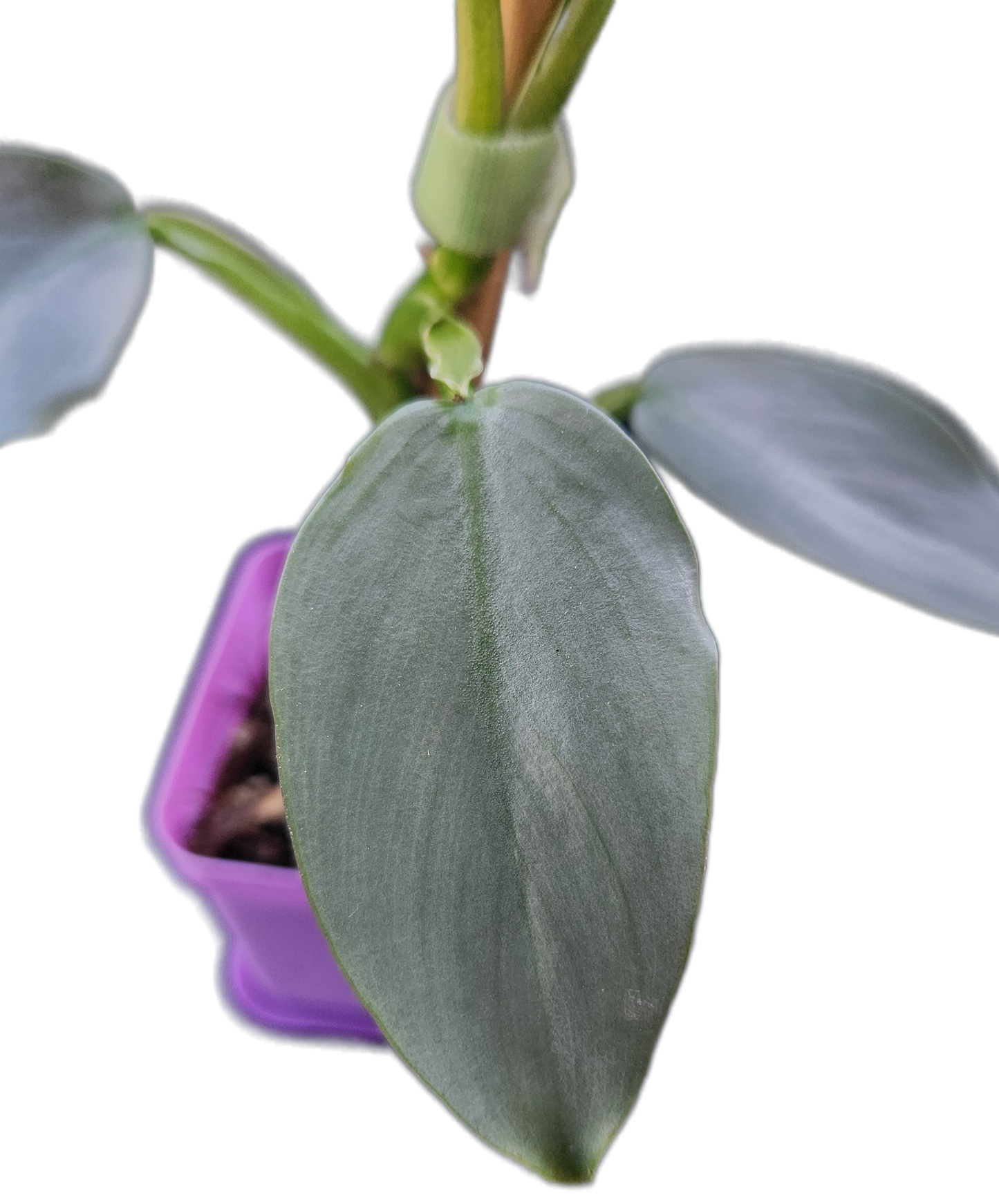 Philodendron "Silver Sword" (B005)