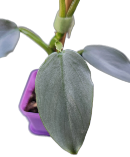 Philodendron "Silver Sword" (B005)