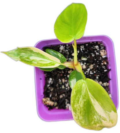 Philodendron "Florida Beauty" variegated (B003)