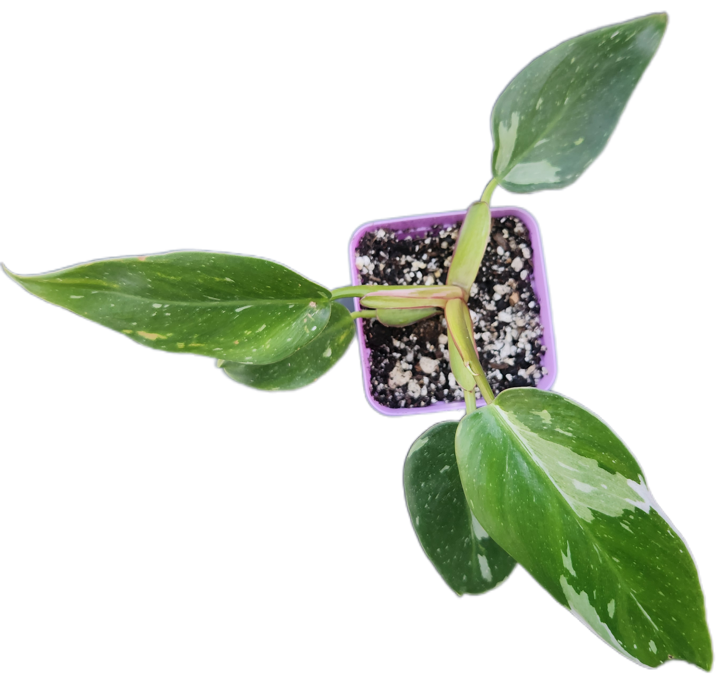 Philodendron "White Princess" (B007)