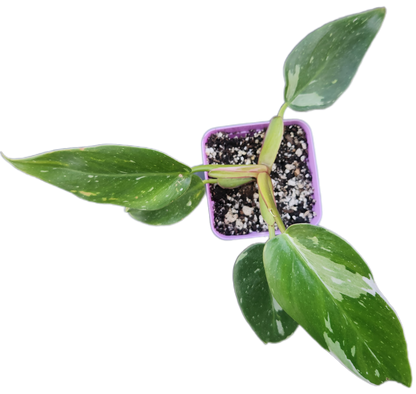 Philodendron "White Princess" (B007)
