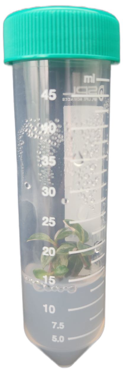 Philodendron "Pink Princess" Tissue Culture