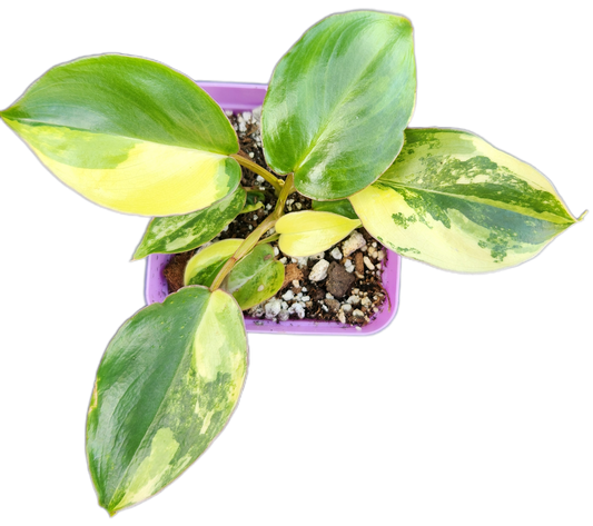 Philodendron "Burle Marx" *variegated* (B010)
