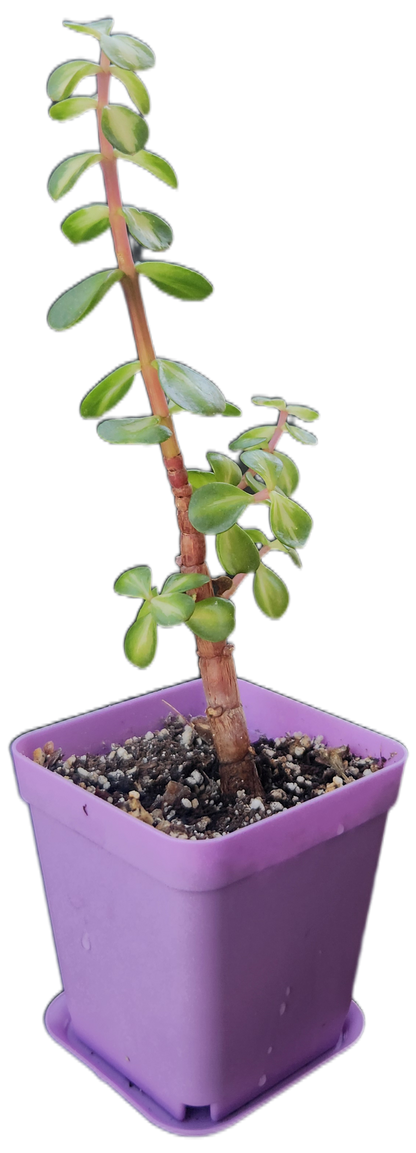 Portulacaria afra 'Medio-picta' (Midstripe Rainbow Bush) (Q001)
