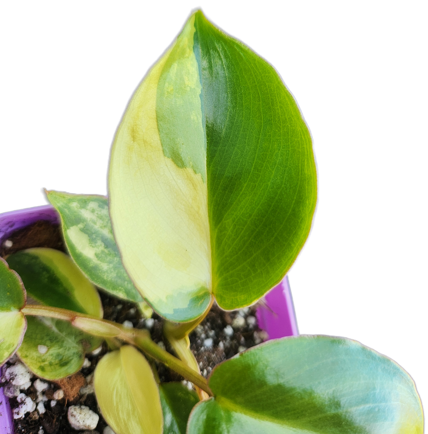 Philodendron "Burle Marx" *variegated* (B010)