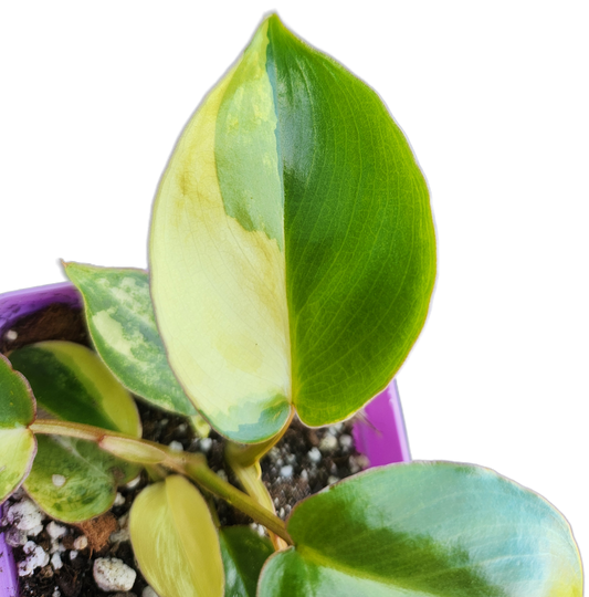 Philodendron "Burle Marx" *variegated* (B010)
