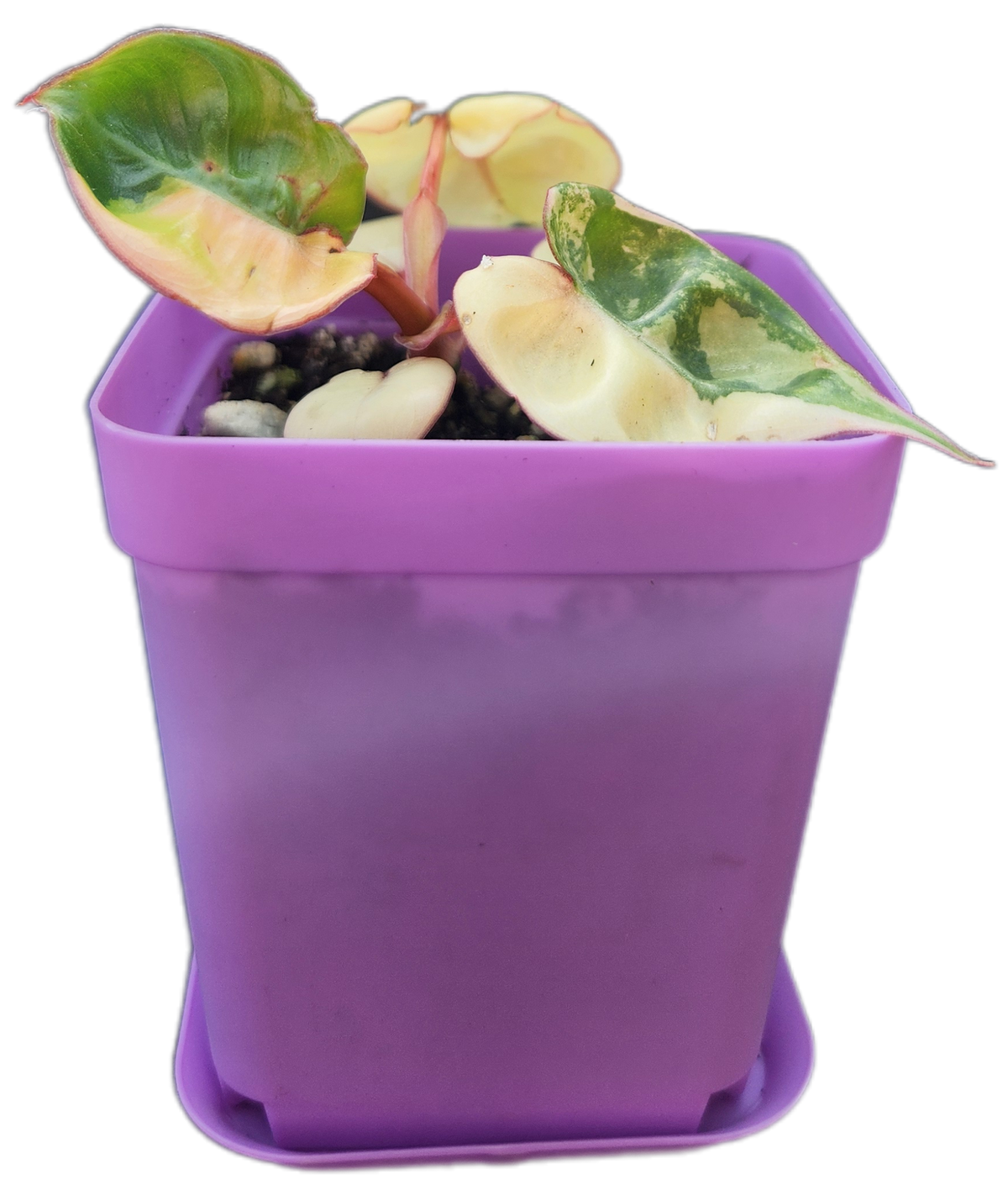 Philodendron billietiae *variegated* (B008)