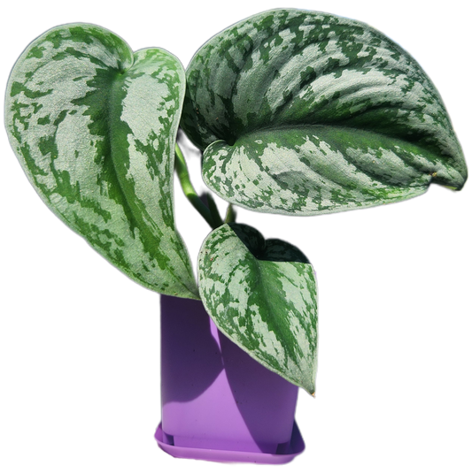 Scindapsus pictus 'Exotica' (D001)