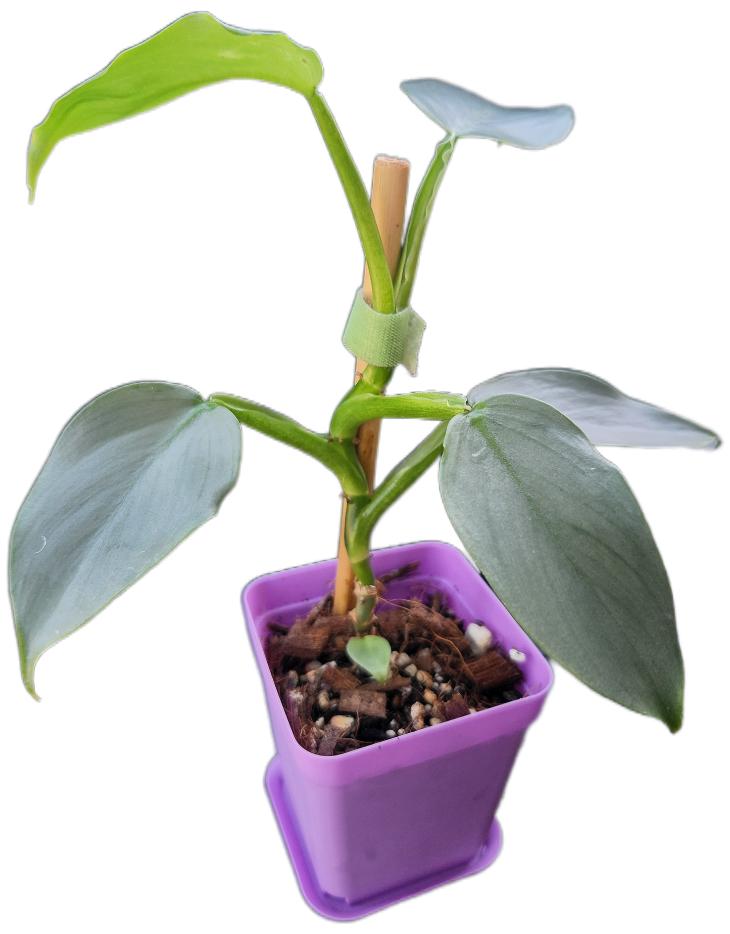 Philodendron "Silver Sword" (B005)