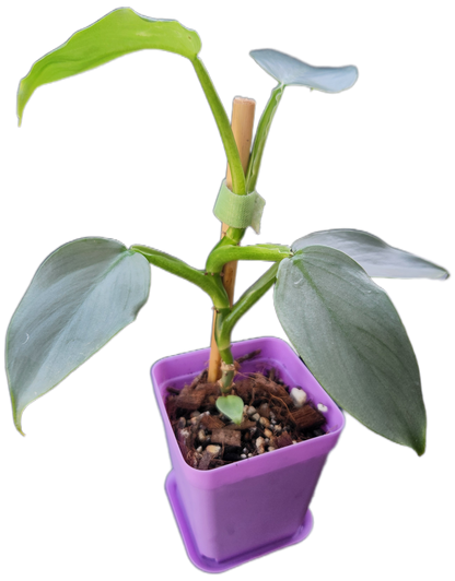 Philodendron "Silver Sword" (B005)