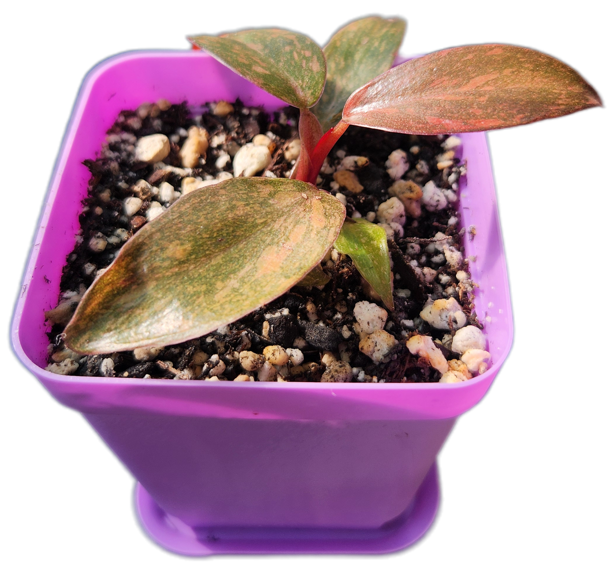 Philodendron "Orange Princess" (B011)
