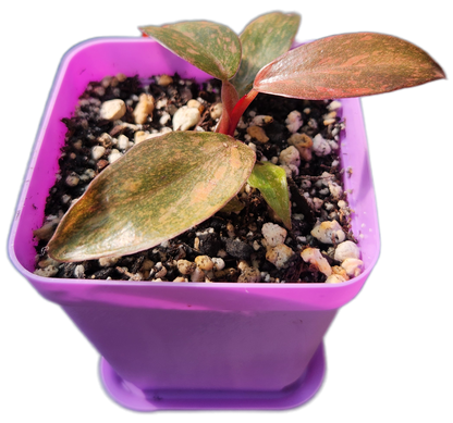 Philodendron "Orange Princess" (B011)